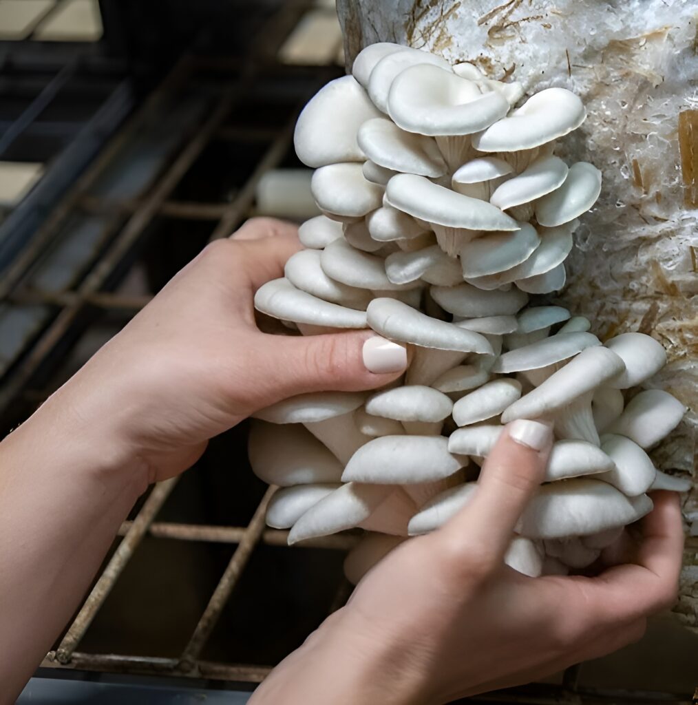 Woman making mushroom powder